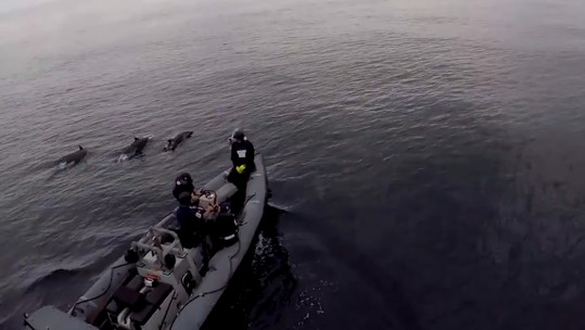 Dolphins HMS Albion