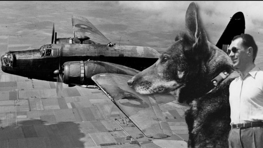 Bravehound pkg- Antis 