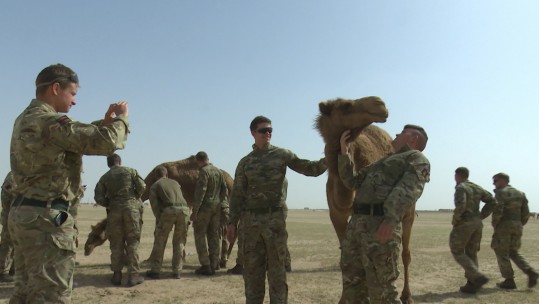 Troops fro 3 RIFLES meet camels while training in Kuwait