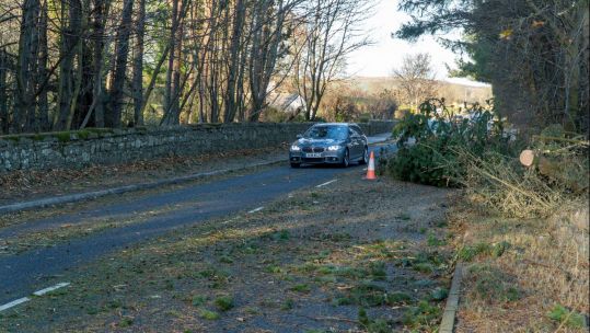 Fallen tree after Storm Arwen in Montrose, Angus, Scotland  271121 CREDIT ALAMY 