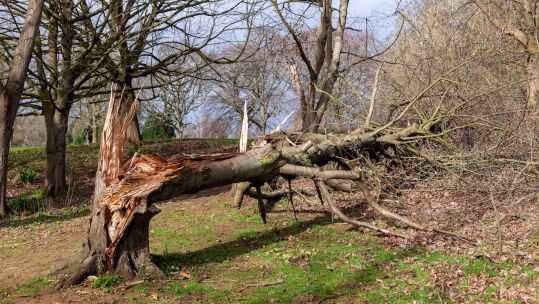 Fallen tree after Storm Eunice