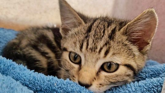 Fergie the grey tabby kitten (Picture: Cats Protection).