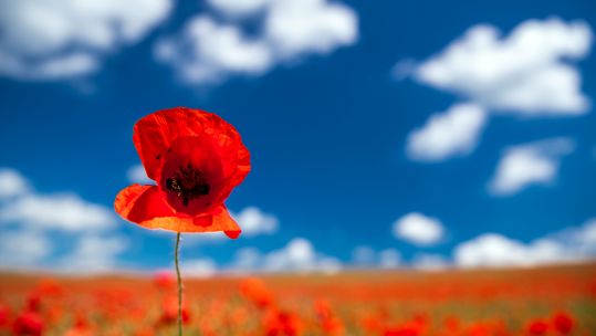 Poppy