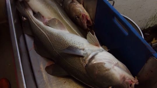 Fish skin grafts cod from Iceland CREDIT Kerecis