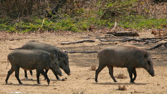 Wild Boar