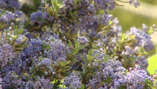 Flowers In Bloom At Headley Court Therapeutic Garden