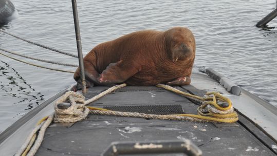 Freya the walrus on top of the Dutch Walrus-class submarine (Picture: Royal Netherlands Navy Twitter).