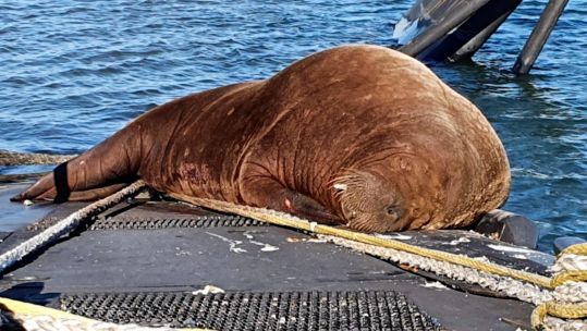 Freya the walrus spends third day on Dutch submarine HNLMS Dolfijn 281021 CREDIT ROYAL NETHERLANDS NAVY SUBMARINE SERVICE