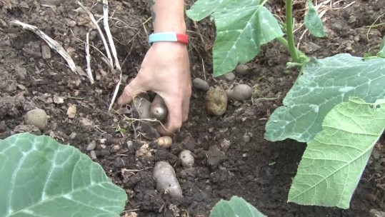 Gardening