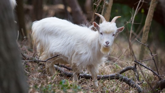 Fusilier Shenkin IV military goat