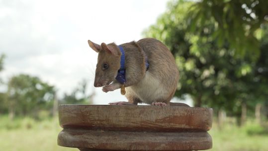 Gold Medal Awarded magawa Landmine finding rat in Cambodia 25092020 CREDIT PDSA