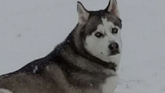 Gunner dog