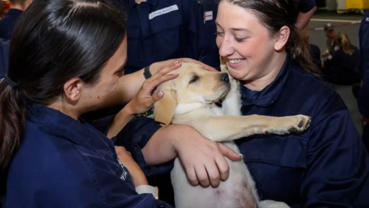 HMS Prince of Wales meeting the service dogs from Mutts on a Mission (Picture: HMS Prince of Wales).