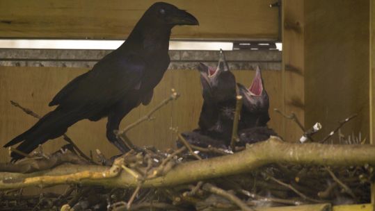 Hatched Ravens at Tower of London (Picture: Royal Historic Palaces).