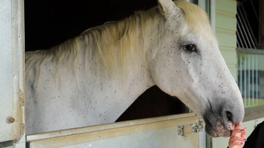 Marsa is a former an ex-Royal Mews horse who lives at Horse Trust CREDIT BFBS