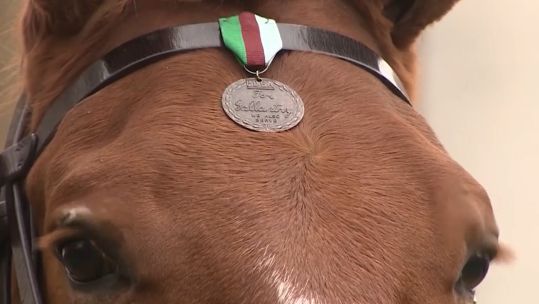 Horse with a Dickin medal on its gallant head CREDIT BFBS 101123
