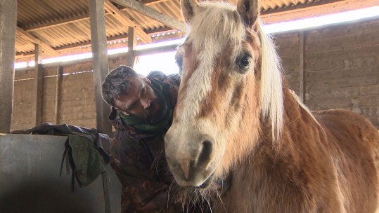 The Horses Helping Recovering Alcoholic Veterans