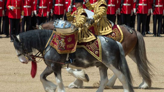 Two Drumhorses from the Band of the Household Cavalry
