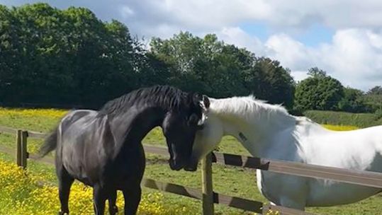 Horses Quaker and Vida were pictured in good spirits in the countryside after recovering from their injuries 