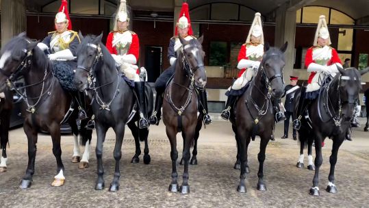Household Cavalry horses.