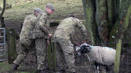 How To Save A Sheep&#039;s Life... British Army-Style