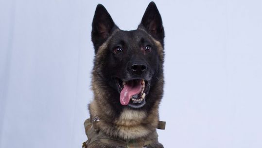 Hunting dog which assisted in operation to take out Abu Bakr al Baghdadi.