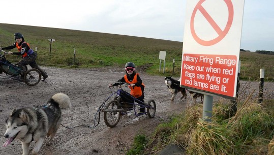  Alaskan Malamute Working Association On Salisbury Plain 