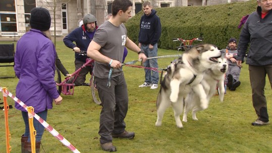 Husky racing sled dogs