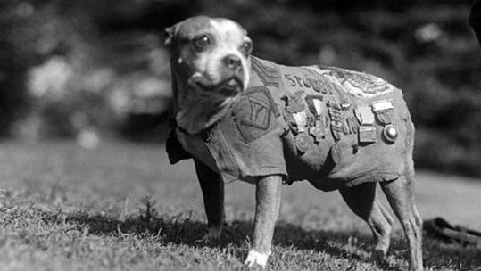 Image ID HRJF6H Sergeant Stubby, the mascot of 102nd Infantry, 26th Yankee Division, wearing a specially made military uniform and decorations CREDIT Science History Images Alamy Stock Photo EXP 231124