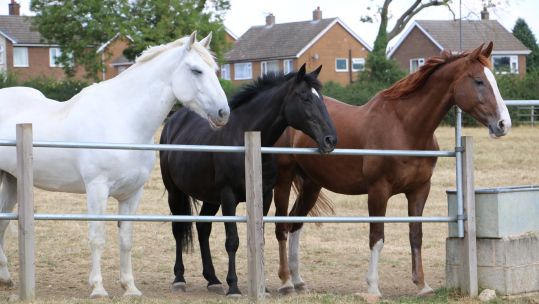 Horse