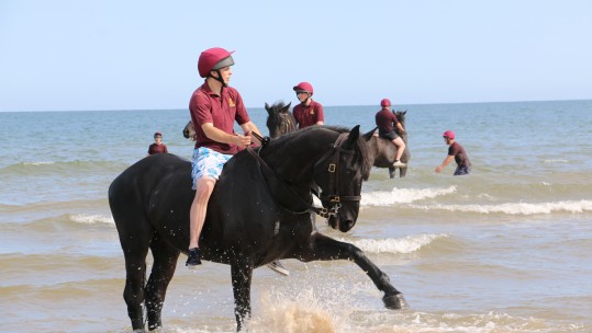 Horse 