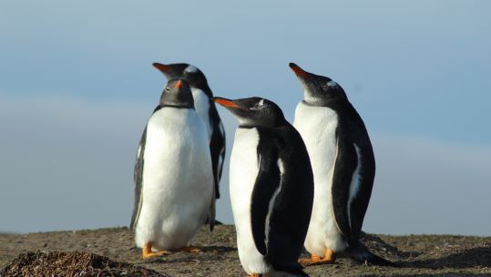 Falklands Penguins