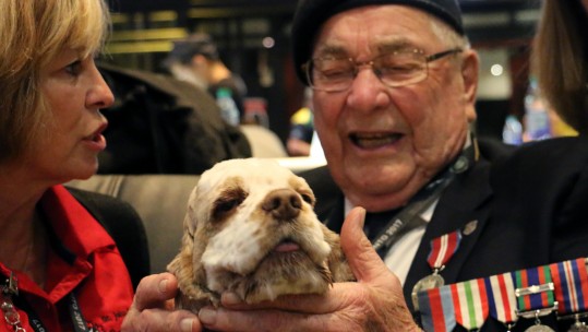 Puppy Love - The Adorable Therapy Dogs Looking After Our Vets