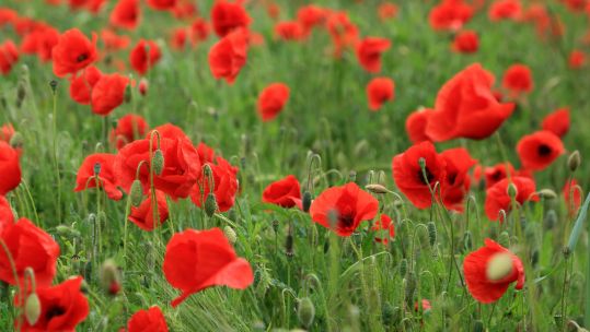 Poppies