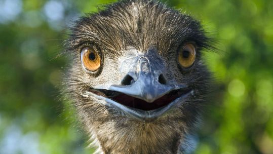 Image ID FK96HK Close up of an emu's head CREDIT Pulsar Imagens Alamy Stock Photo EXP 231124