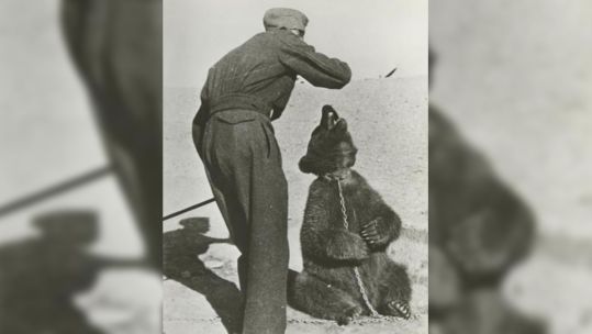 Image ID MWNTDK a Polish soldier pictured in Iran with Wojtek the bear during WW2 ON A BACKGROUND CREDIT The Picture Art Collection Alamy Stock Photo 231124