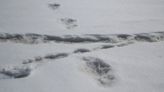 Indian Army Yeti footprint claims