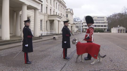 Irish Guards mark St Patrick's Day with new regimental mascot Turlough Mór.