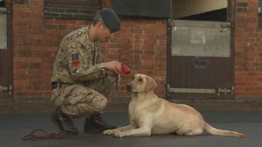 Military Dog Recognised by Blue Cross