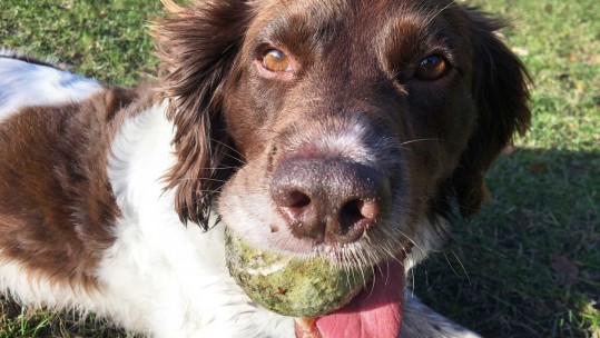Aimee Dewitt's former Military Working Dog, Jasper