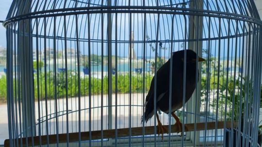 Juji the bird CREDIT XAVIER CHATEL TWITTER.jpeg