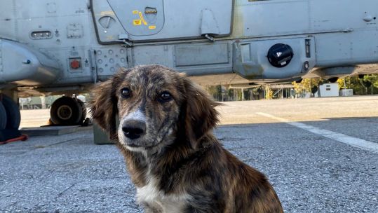 KT the puppy will become the mascot at RNAS Yeovilton in Somerset (Picture: Royal Navy).