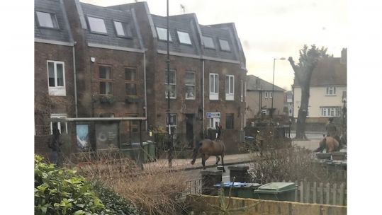 Cover image: The horses wee seen by residents in Charlton Village, south-east London (Picture: Bridget Duffy).