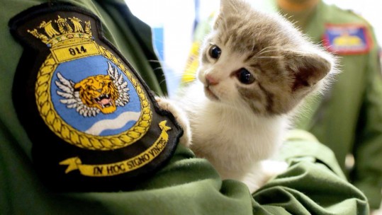 Kitten Tigger RNAS Culdrose Royal Navy Lieutenant Nick Grimmer Car Cat