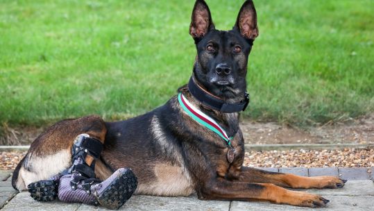 Cover image: Kuno with his PDSA Dickin Medal (Picture: PDSA).