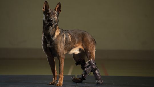 Kuno the dog official portrait Dikin Medal PDSA 280820 CREDIT PDSA.jpg 
