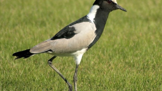 Army Garrison Gives Endangered Birds Vital Lifeline