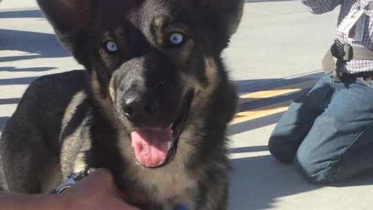 Gallery: Overboard To Onboard - How the US Navy Found Luna The Dog