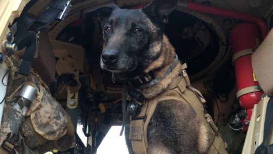 Multi-purpose Canine Shimanski, 12, is receiving The Animals in War and Peace Medal of Bravery (Picture: US Marine Corps).
