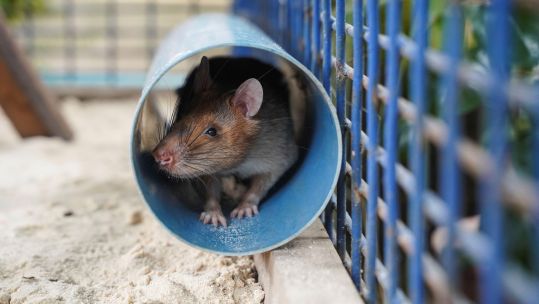 Magawa the rat